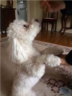 Poodle standing on hind legs